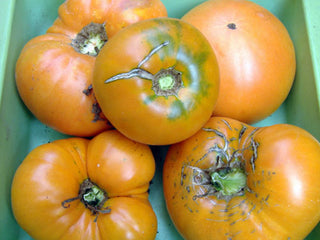 49133 - Persimmon