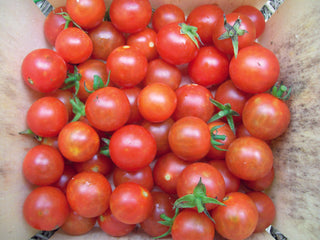 49801 - Sugar Cherry