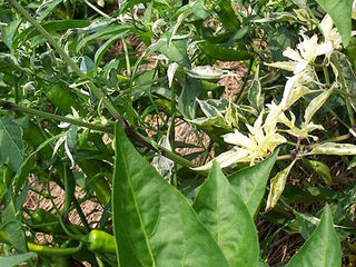 Ordono PEPPER, HOT .25g seed