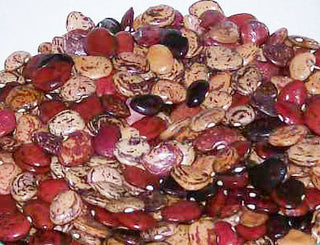 14301 - Violet's Multicolored Butterbeans