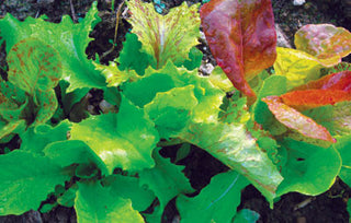62951 - Wild Garden Lettuce Mix