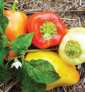 Marconi PEPPER, BELL (SWEET)