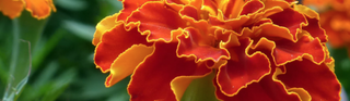 Edible Flowers