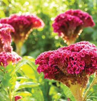 Hanging Flower Baskets and More Varieties!