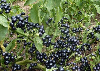 Garden Huckleberry