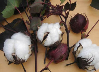 Cotton, Natural Colors