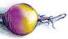 Rutabaga