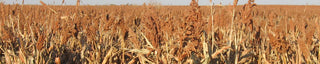 Sorghum