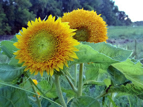 Sunflowers