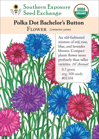 01104 Polka Dot Bachelor's Button