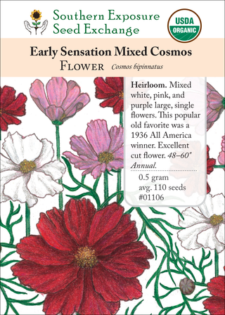 01106 Early Sensation Mixed Cosmos
