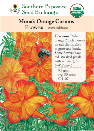 01107 Mona's Orange Cosmos