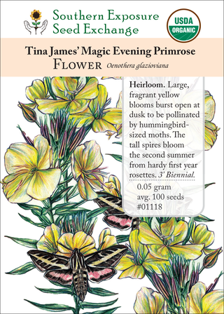 01118 Tina James Magic Evening Primrose