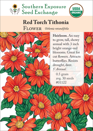 01122 Red Torch Tithonia