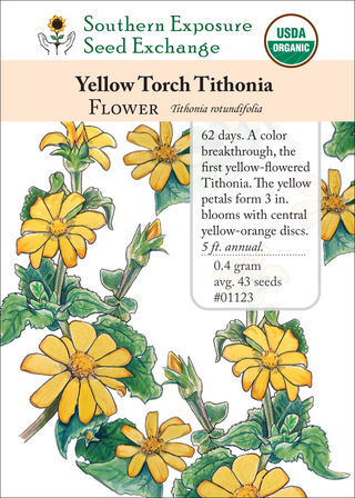 01123 yellow torch tithonia
