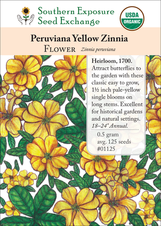 01125 Peruviana Yellow Zinnia