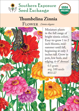 01127 Thumbelina Zinnia