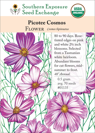 01135 Picotee Cosmos