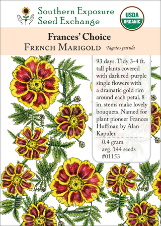 01153 frances choice french marigold flower