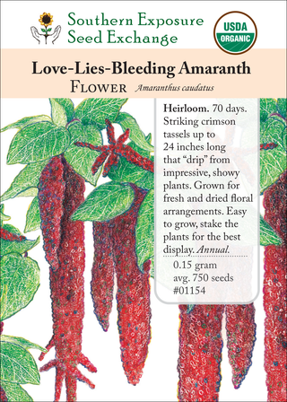 01154 Love-Lies-Bleeding Amaranth