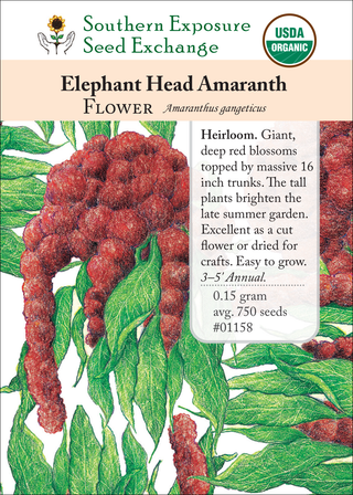 01158 Elephant Head Amaranth