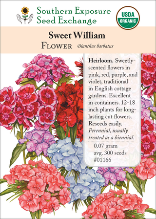 01166 Sweet William