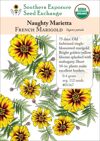01167 naughty marietta french marigold flower