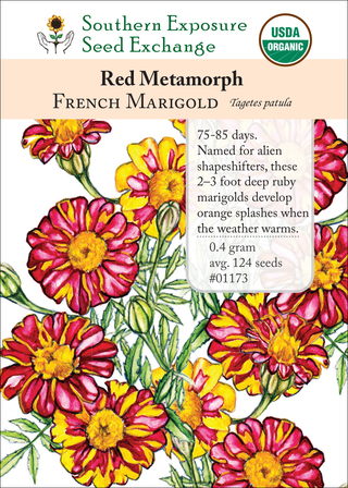 01173 red metamorph french marigold flower v2