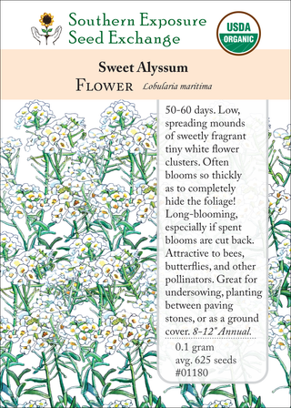 01180 Sweet Alyssum