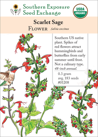 01208 - Scarlet Sage