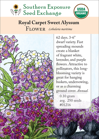 01216 - Sweet Alyssum, Purple, Royal Carpet