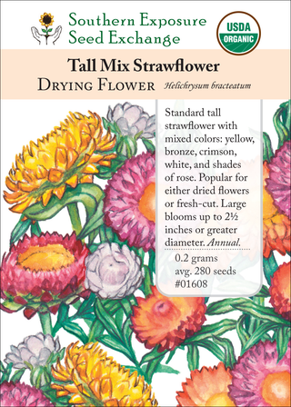 01608 Tall Mix Strawflower