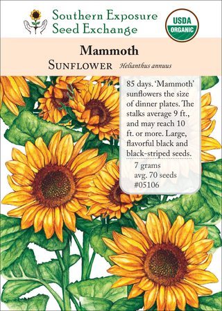 05106 Mammoth sunflower