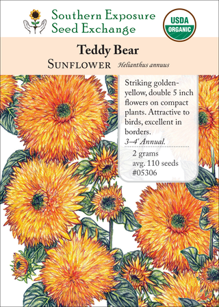 05306 teddy bear sunflower flower
