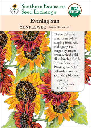 05309 evening sun sunflower