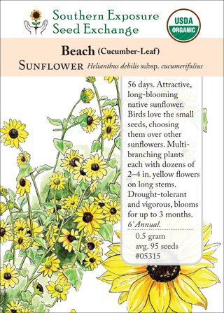 05315 - Beach Sunflower (Cucumber-Leaf)
