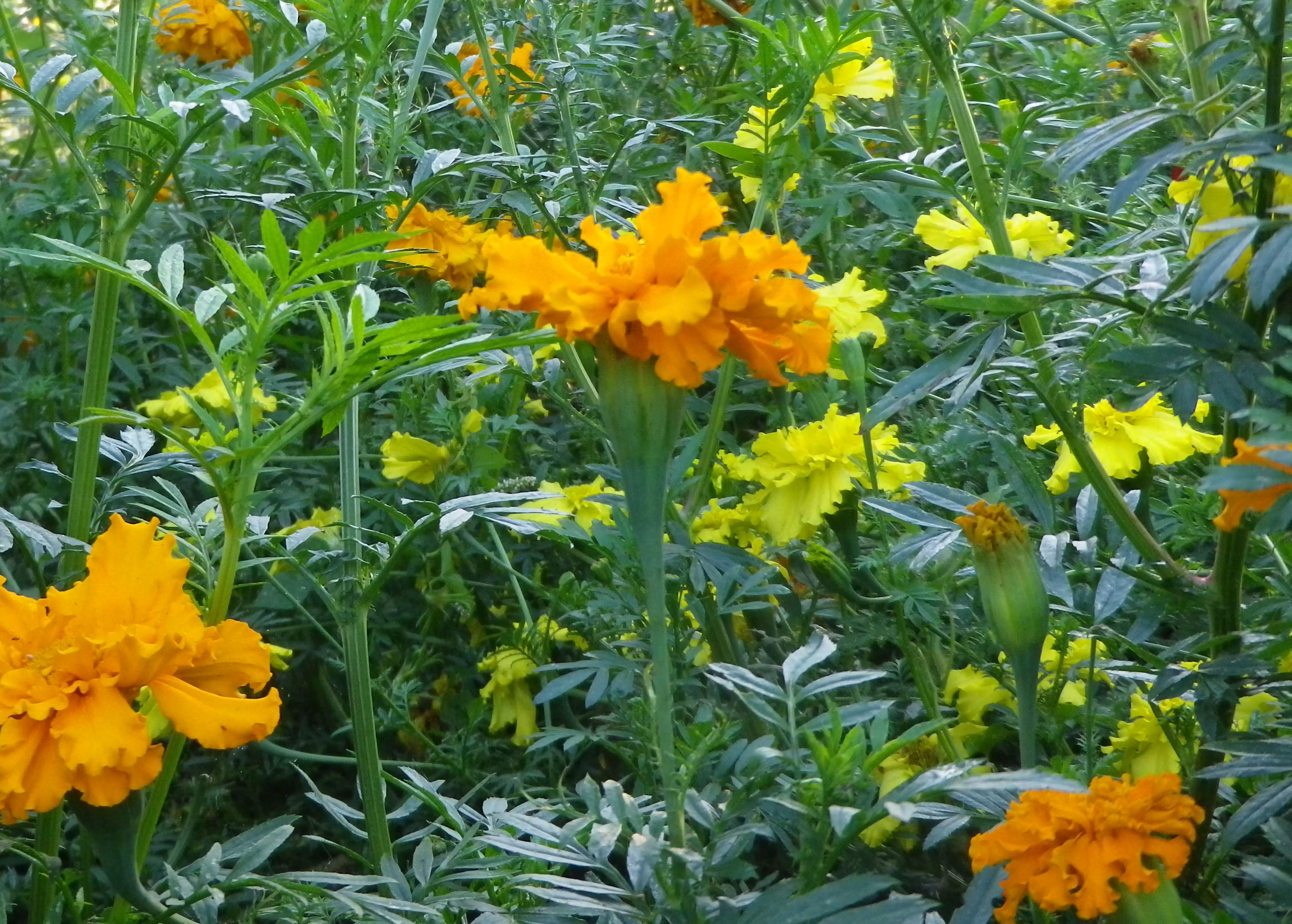 african marigold seed to flower African Marigold Crackerjack Mix