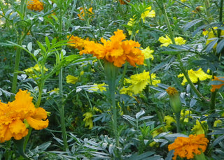 01183 - African Marigold, Crackerjack Mix