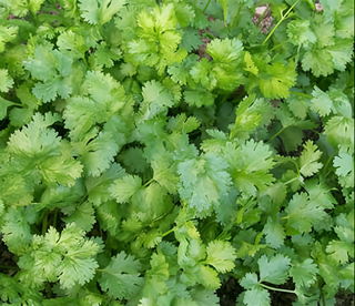 71216 - Cilantro (Coriander)