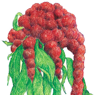 01158 - Amaranth, Elephant Head