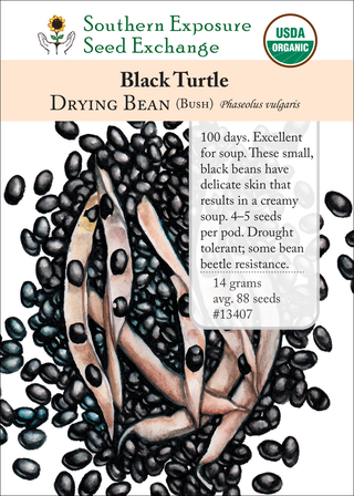 13407 Black Turtle