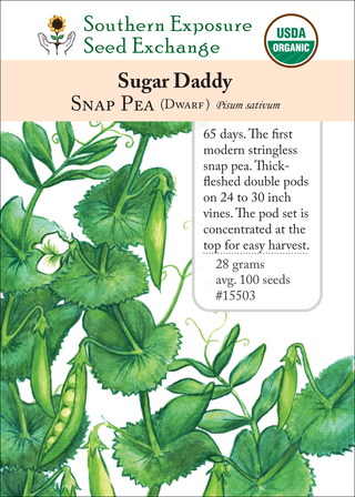 15503 - Sugar Daddy