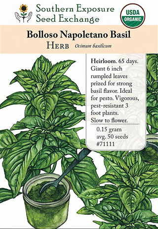 71111 - Basil, Bolloso Napoletano