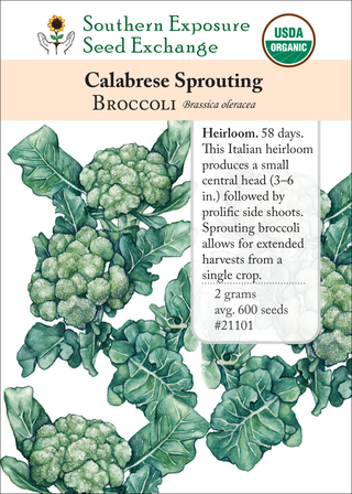 21101 - Calabrese (Ital. Green Sprouting)