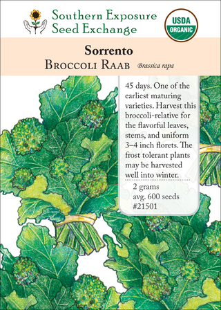 21501 Sorrento broccoli raab