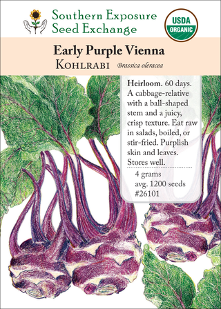 26101 Early Purple Vienna