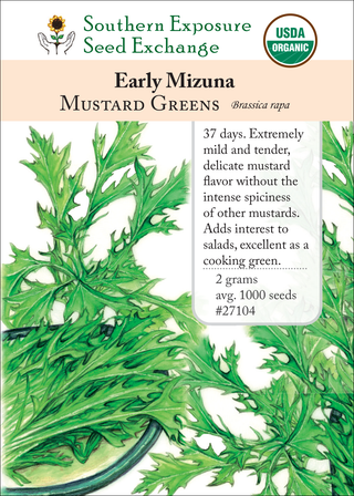 27104 Early Mizuna