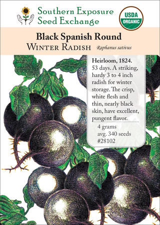 28102 black spanish round winter radish