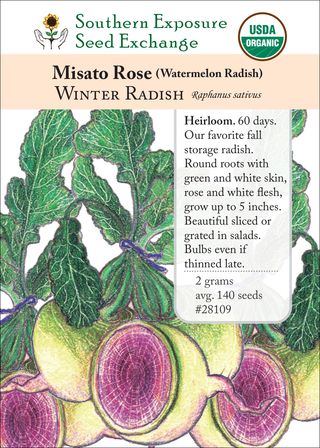28109 misato rose winter radish