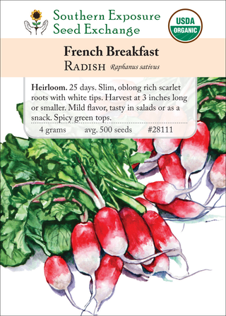 28111 french breakfast radish